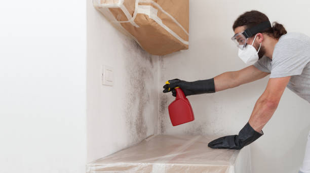 Professional Mold Cleanup technician working in Lithia, FL